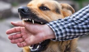 ilustrasi Gigitan Anjing