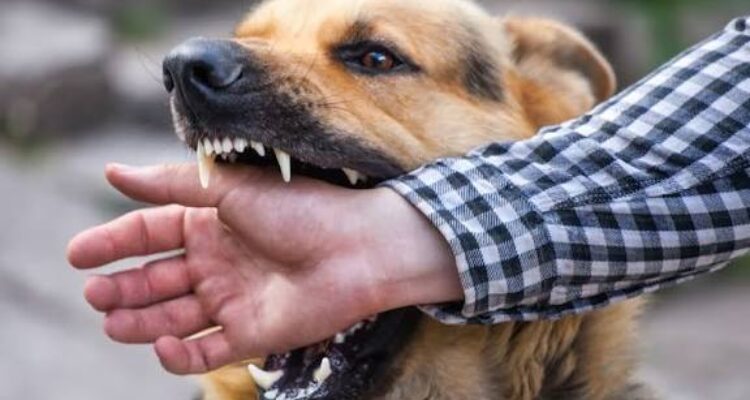 ilustrasi Gigitan Anjing
